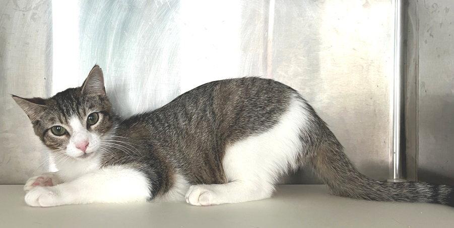 Enlarge Barney, a Adoptable Tabby in Carrollton, GA image 2/3