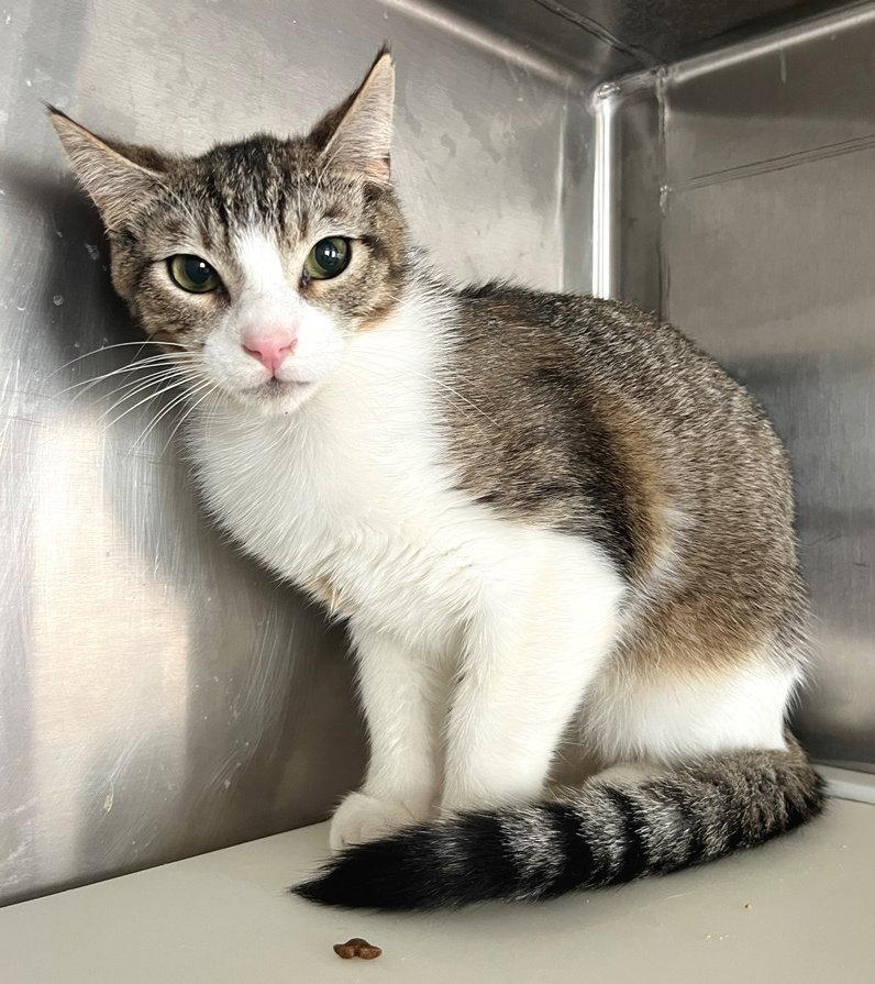 Enlarge Barney, a Adoptable Tabby in Carrollton, GA image 3/3