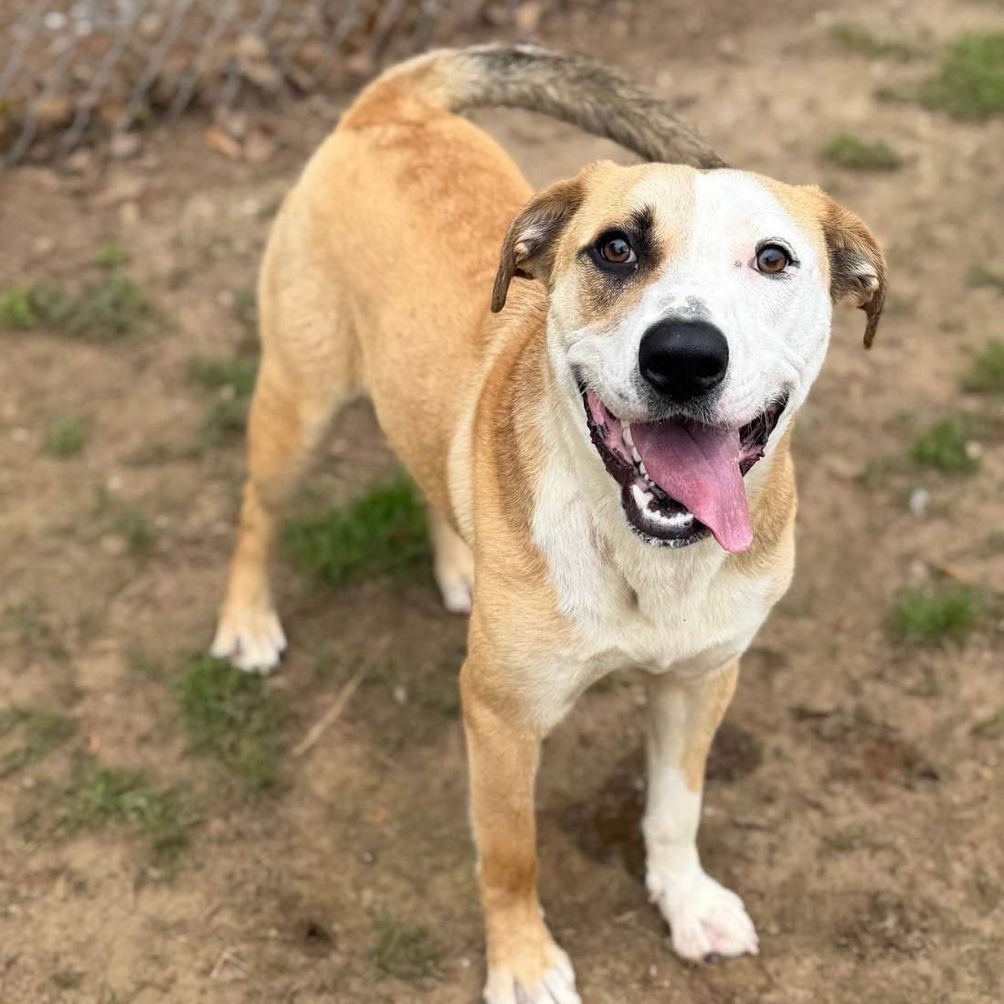 Freya, ADOPTABLE, Adult Female Hound.