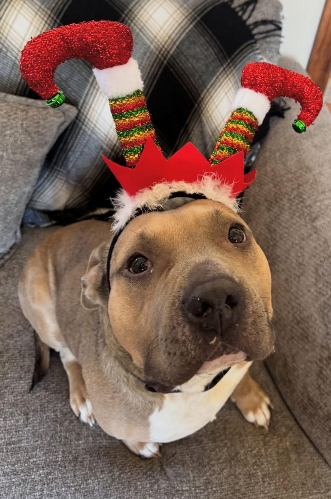 Meatball Marinara thumbnail 3