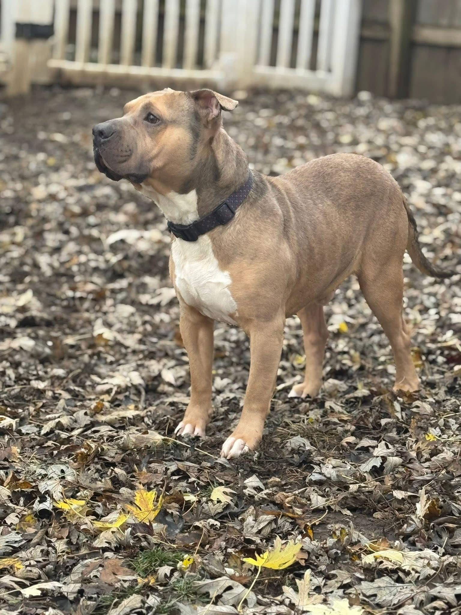 Meatball Marinara thumbnail 4