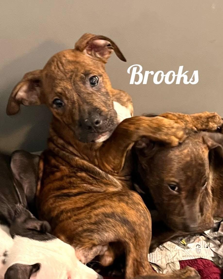 Brooks photo 1