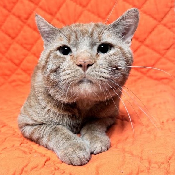 Draco, Adopted, Adult Male Domestic Short Hair.