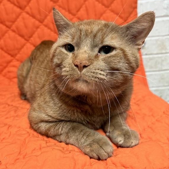 Enlarge Draco, a Adopted Domestic Short Hair in Waterloo, IA image 2/2