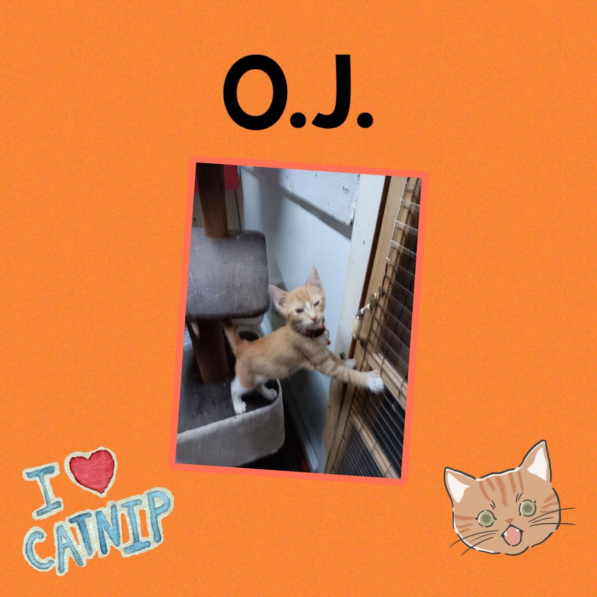 O.J., ADOPTABLE, Kitten Male Domestic Medium Hair.