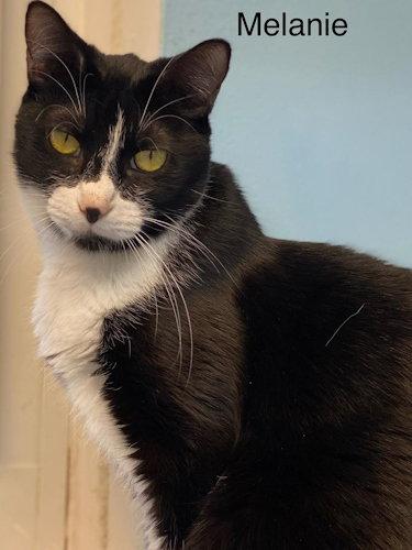 Enlarge Melanie - Center, a Adoptable Tuxedo in Oakland Park, FL image 1/3