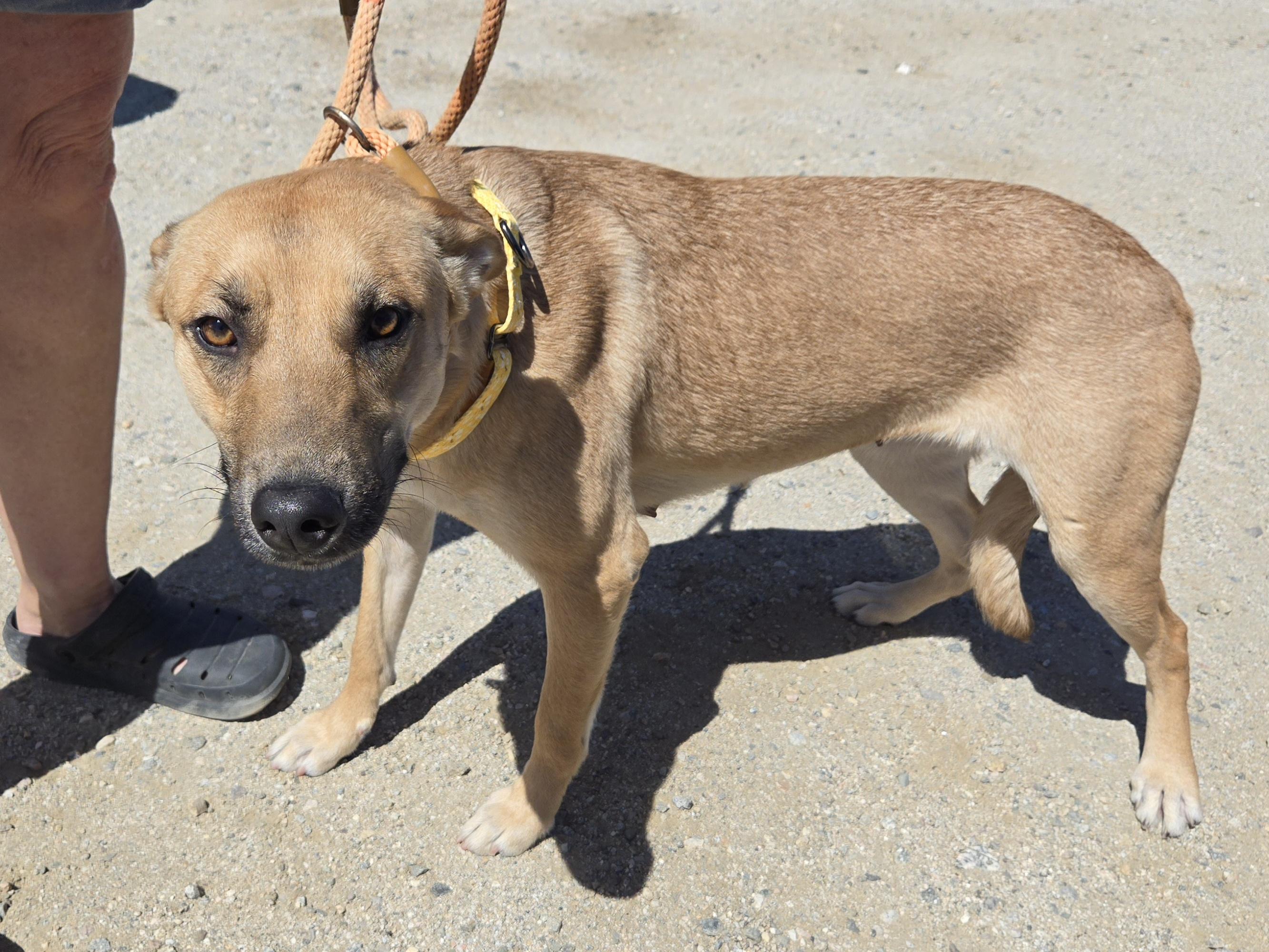 Patti , a Adoptable mixed breed in Coronado , CA image 4/5