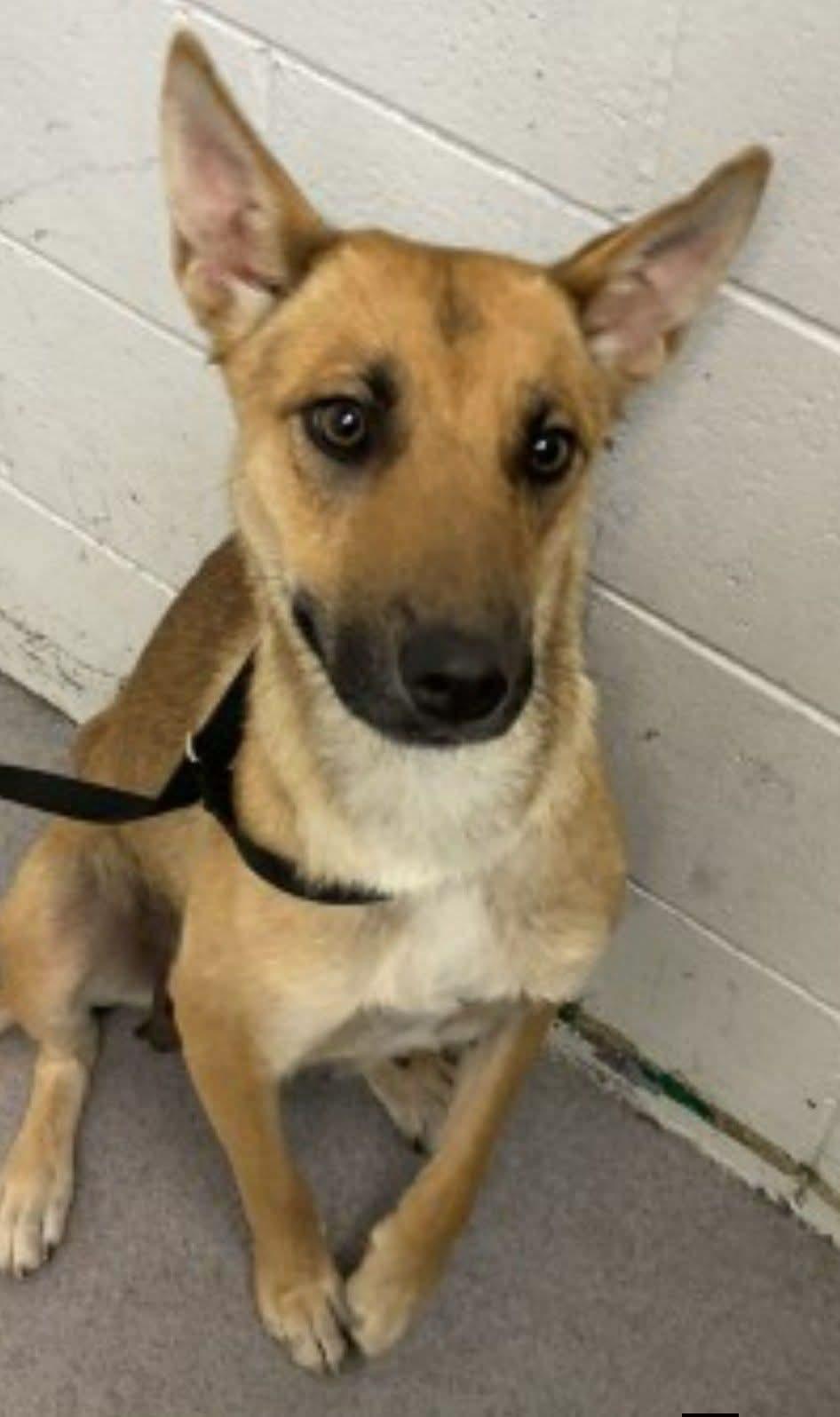 Patti , a Adoptable mixed breed in Coronado , CA image 1/5