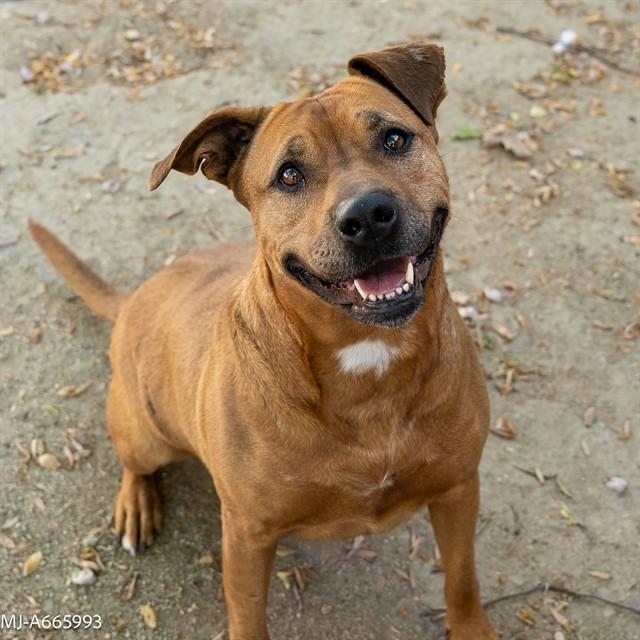 MJ, Adoptable, Adult Female Pit Bull Terrier & German Shepherd Dog.