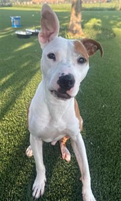 Enlarge PONCHO, a Adoptable mixed breed in Lees Summit, MO image 1/1