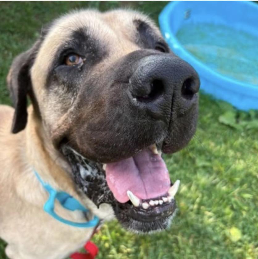 Enlarge Duke, a Adoptable Mastiff in Syracuse, NY image 3/3