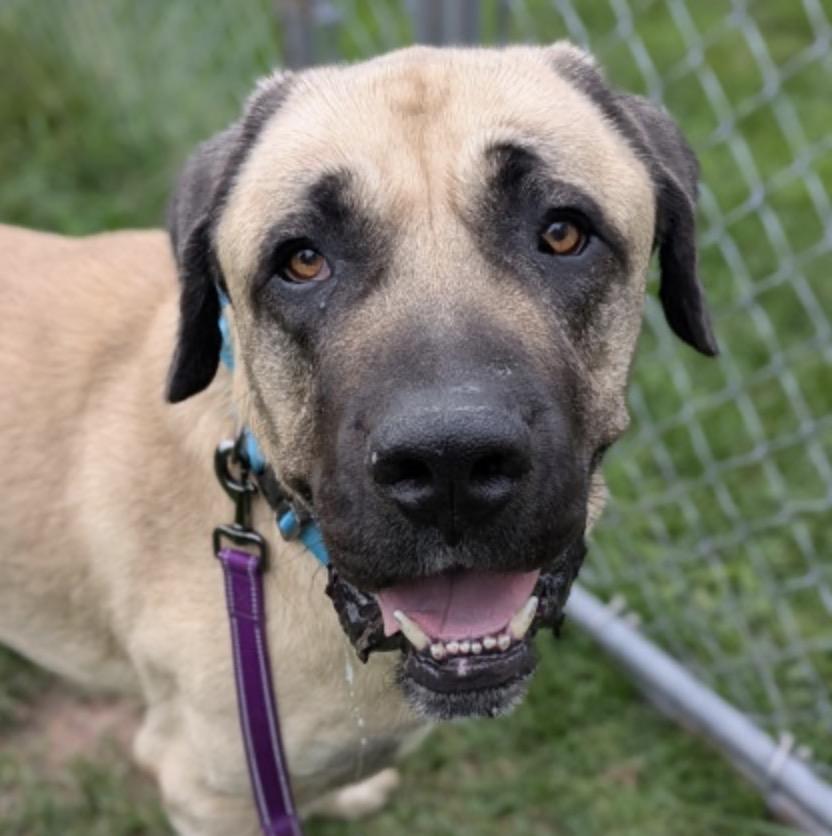 Duke, Adoptable, Adult Male Mastiff.