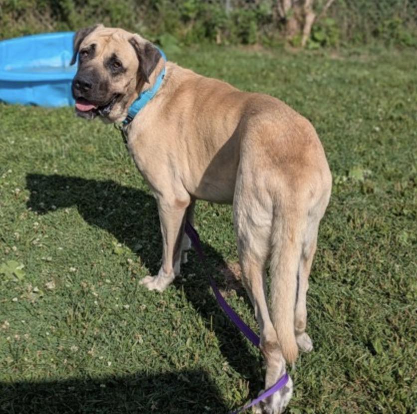 Enlarge Duke, a Adoptable Mastiff in Syracuse, NY image 2/3