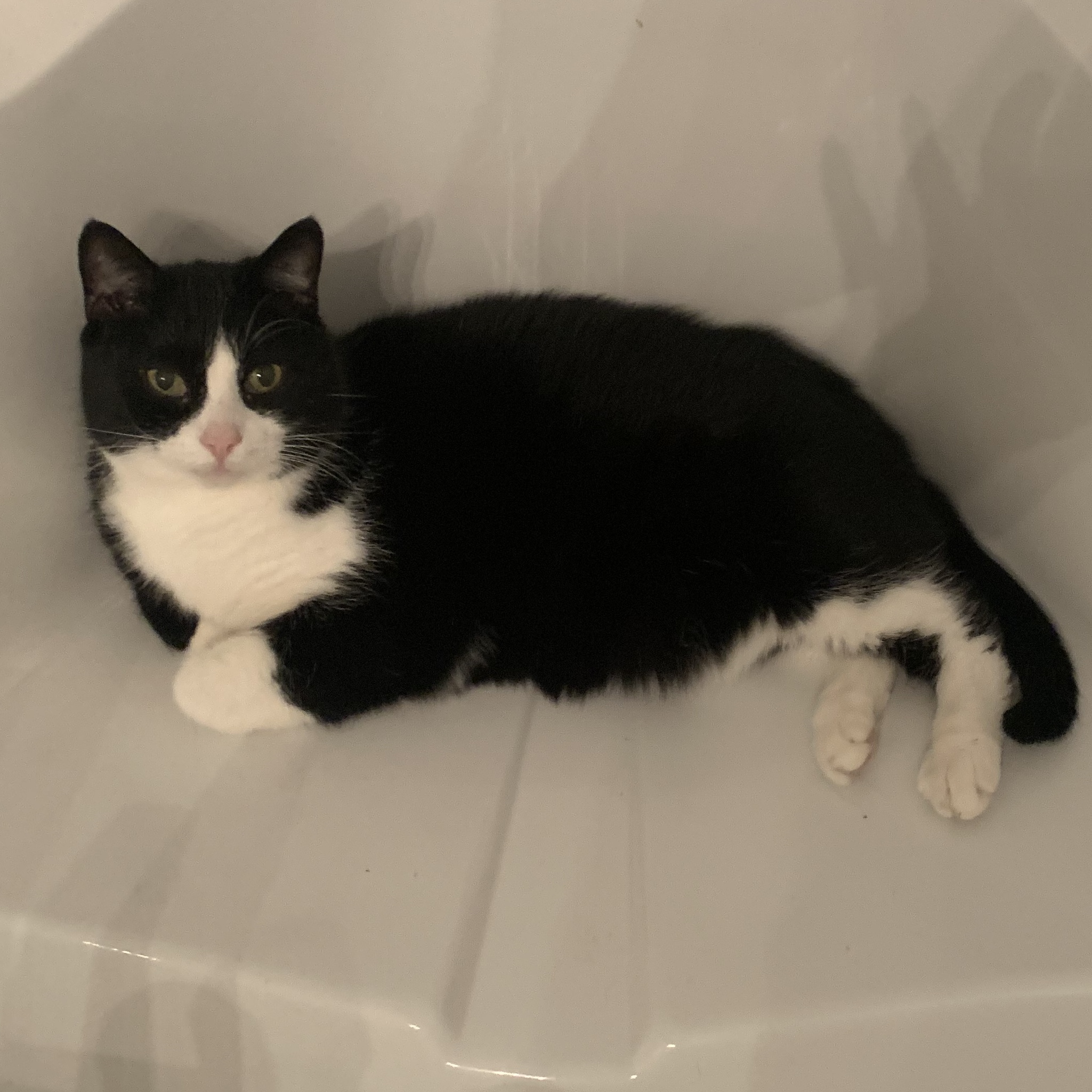 Gracien, a Adoptable American Shorthair in Montreal, QC image 1/6