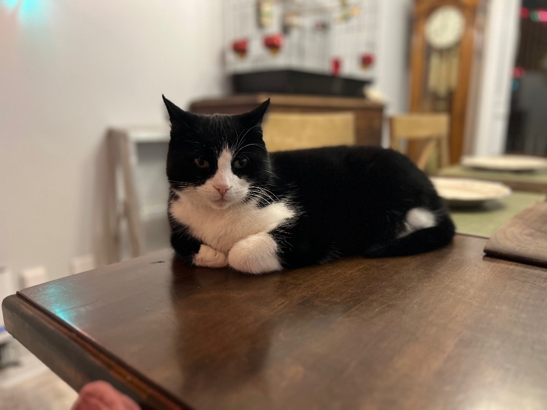 Gracien, a Adoptable American Shorthair in Montreal, QC image 2/6