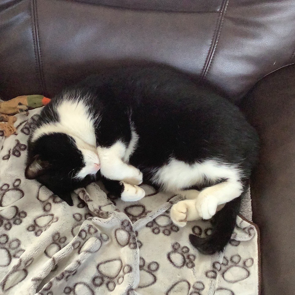 Gracien, a Adoptable American Shorthair in Montreal, QC image 5/6