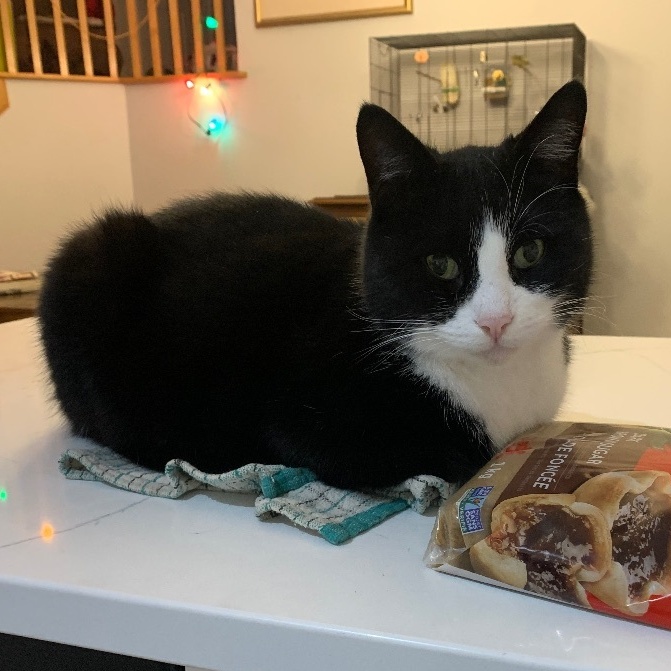 Gracien, a Adoptable American Shorthair in Montreal, QC image 6/6