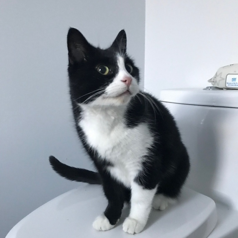 Gracien, a Adoptable American Shorthair in Montreal, QC image 4/6