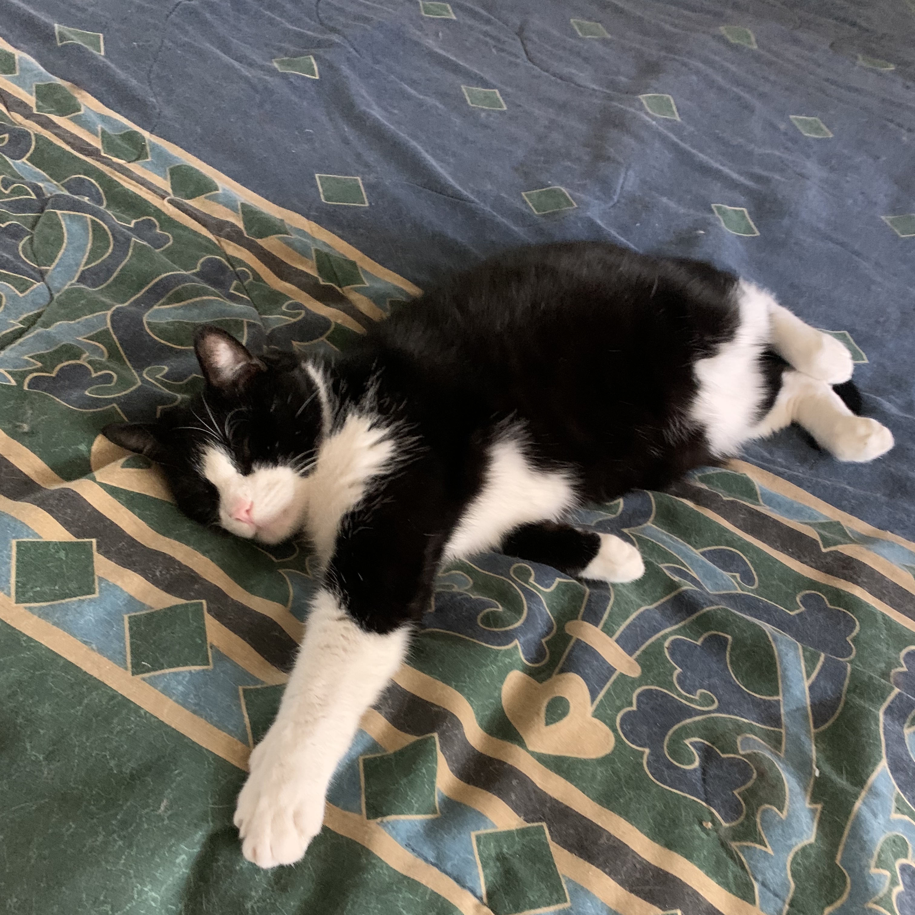 Gracien, a Adoptable American Shorthair in Montreal, QC image 3/6