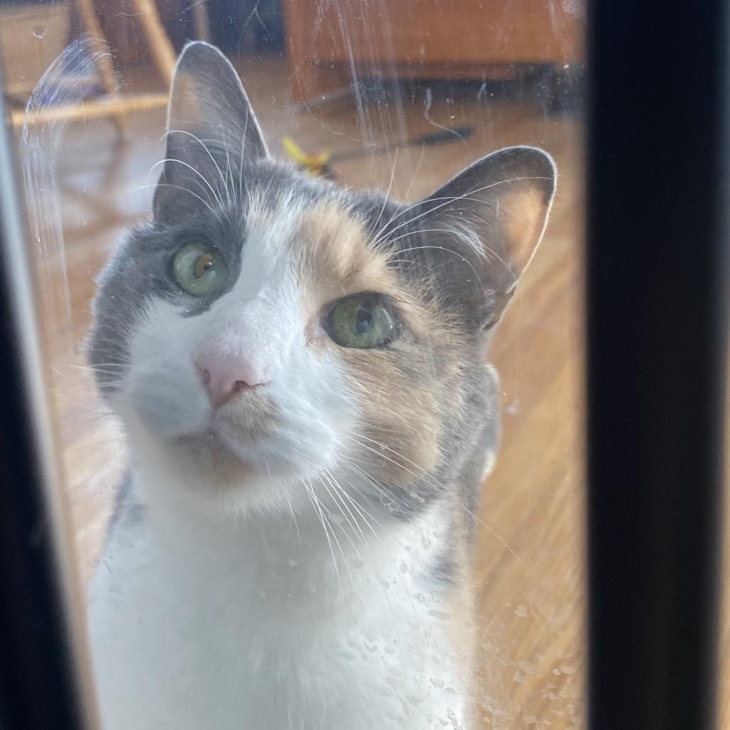 Enlarge Penny, a Adoptable Domestic Short Hair in Evansville, IN image 1/5