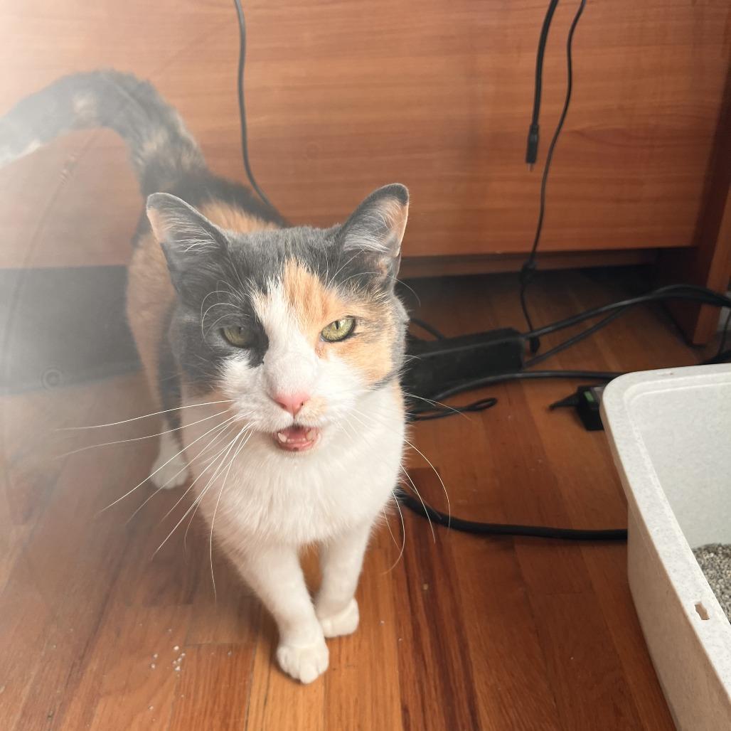 Enlarge Penny, a Adoptable Domestic Short Hair in Evansville, IN image 2/5