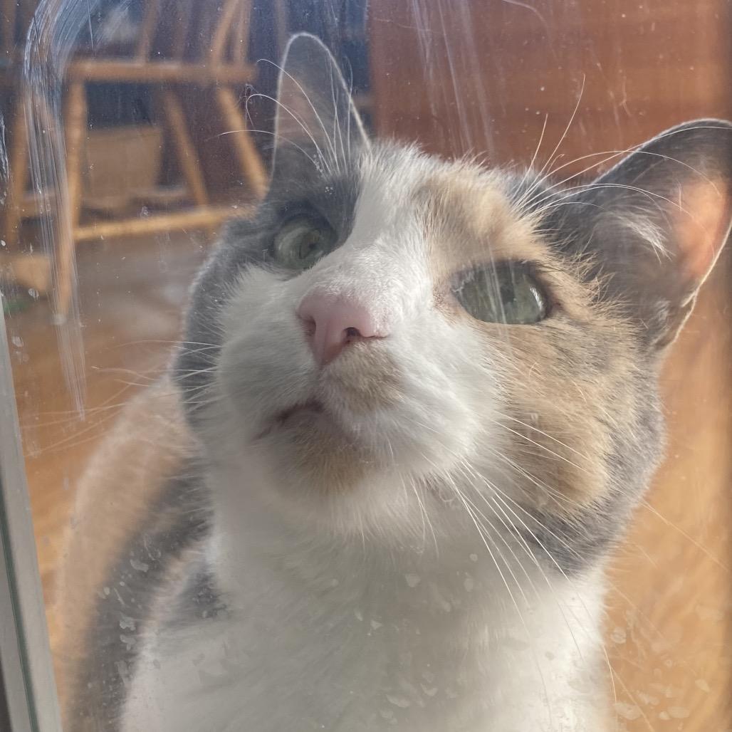 Enlarge Penny, a Adoptable Domestic Short Hair in Evansville, IN image 3/5