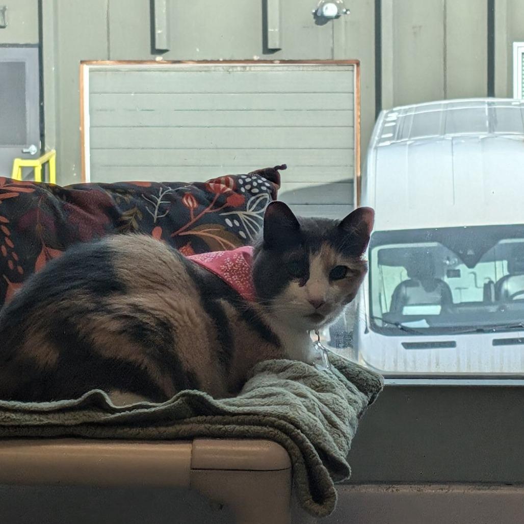 Enlarge Penny, a Adoptable Domestic Short Hair in Evansville, IN image 5/5