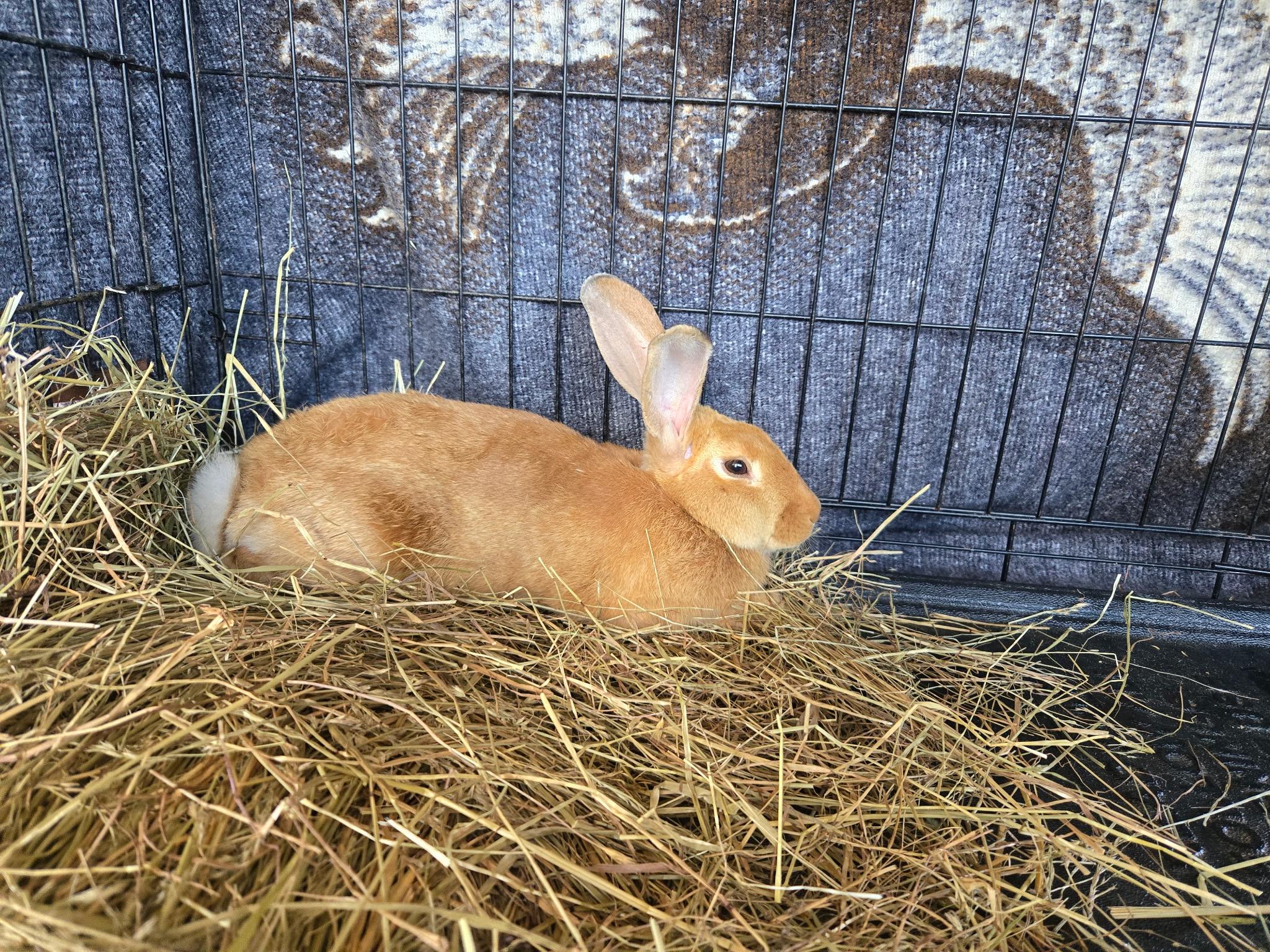 Enlarge Buttercup, a Adoptable Tan in Simpsonville, SC image 1/2