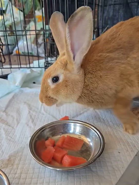 Enlarge Buttercup, a Adoptable Tan in Simpsonville, SC video 2/2