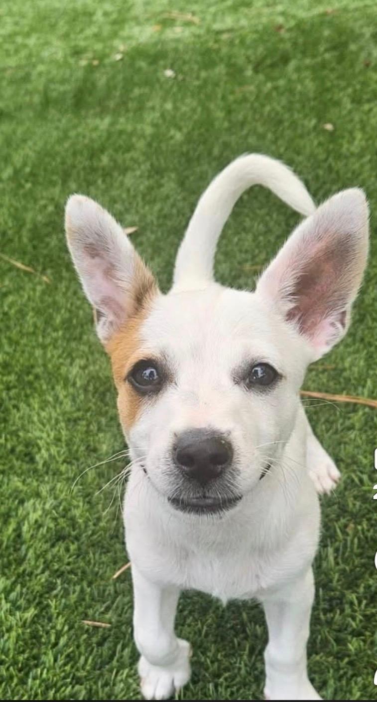 Jack, ADOPTABLE, Puppy Male Chihuahua.