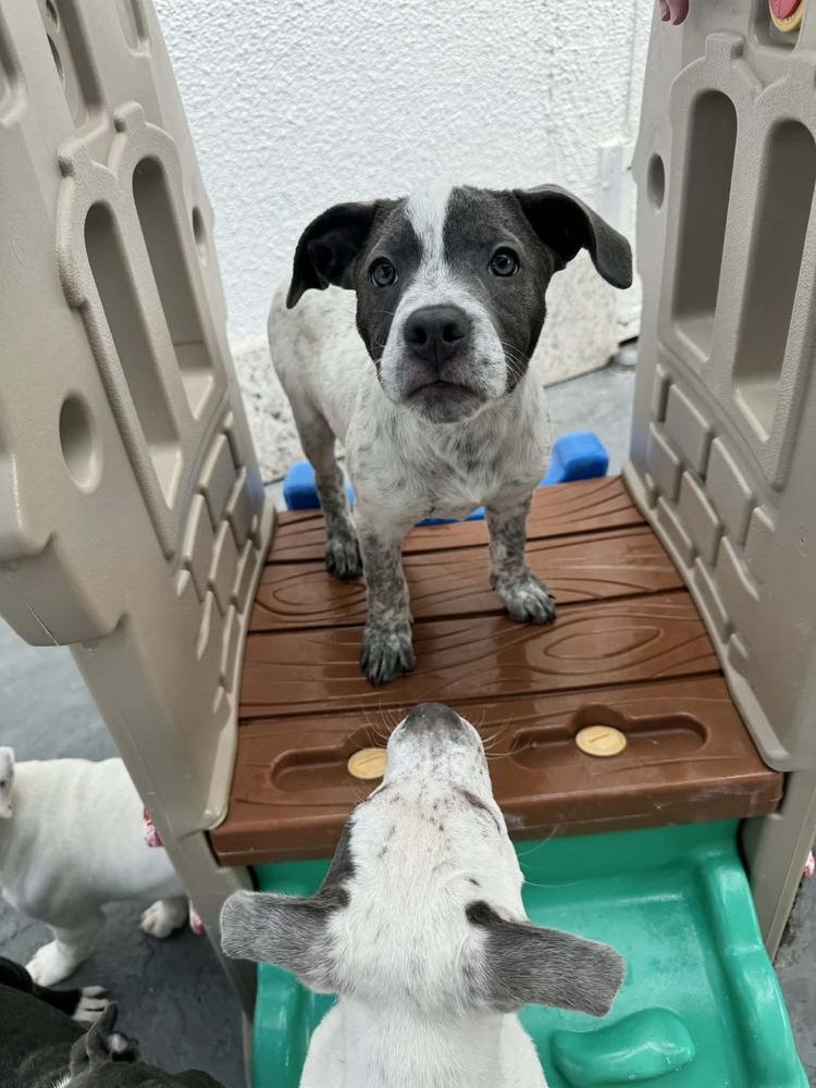 Tinkerbell, a Adoptable mixed breed in Seminole, FL image 1/5