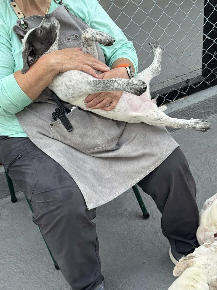 Tinkerbell, a Adoptable mixed breed in Seminole, FL image 2/5