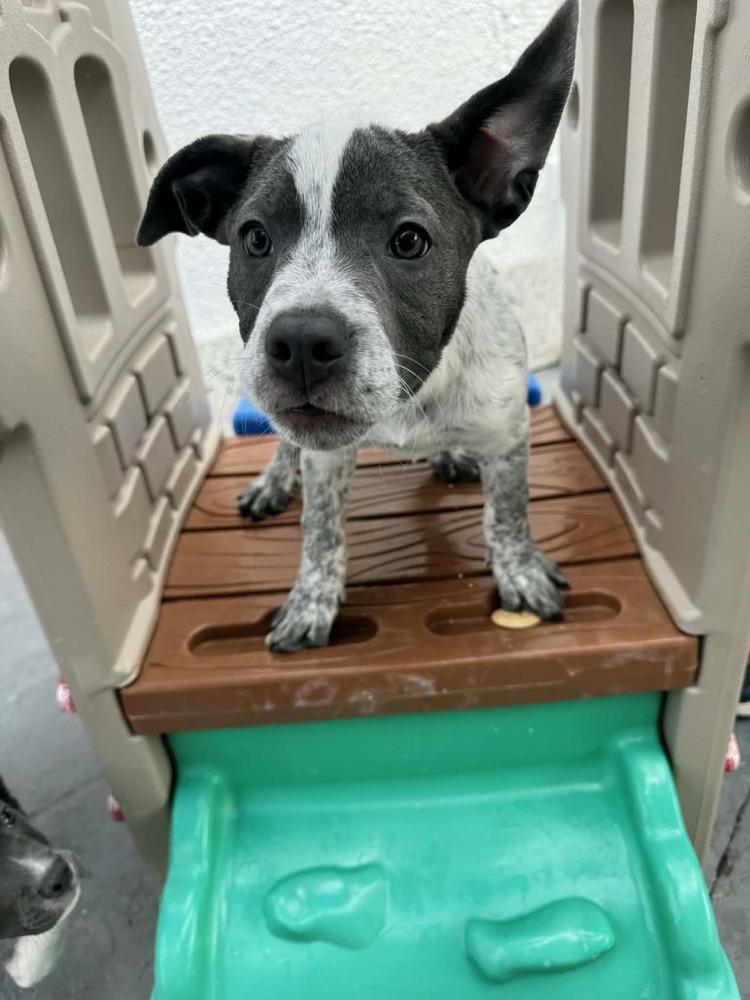 Tinkerbell, a Adoptable mixed breed in Seminole, FL image 3/5