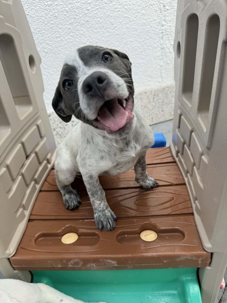 Tinkerbell, a Adoptable mixed breed in Seminole, FL image 4/5