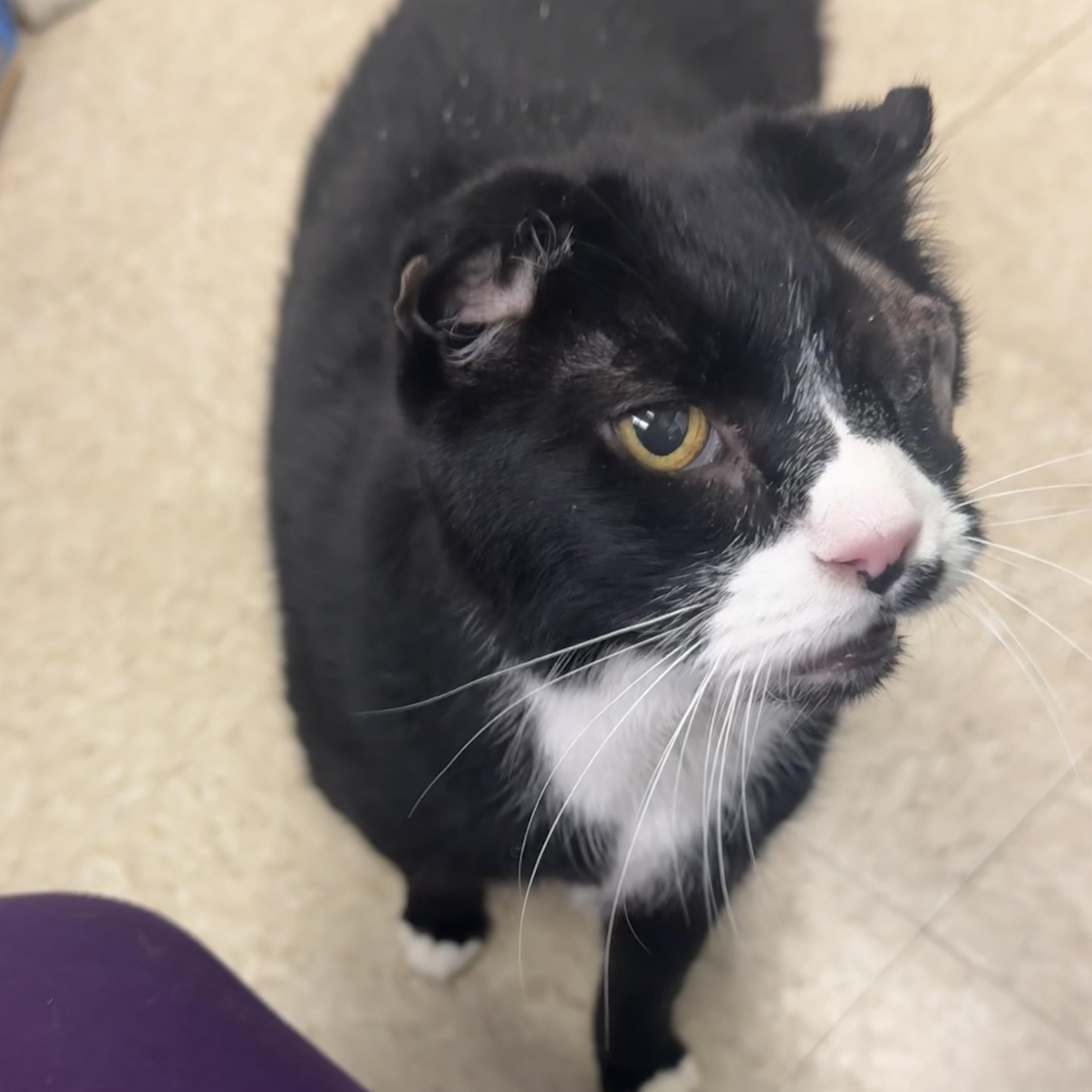 Peekaboo, an adopted Domestic Short Hair in Fall River, MA image 2/3