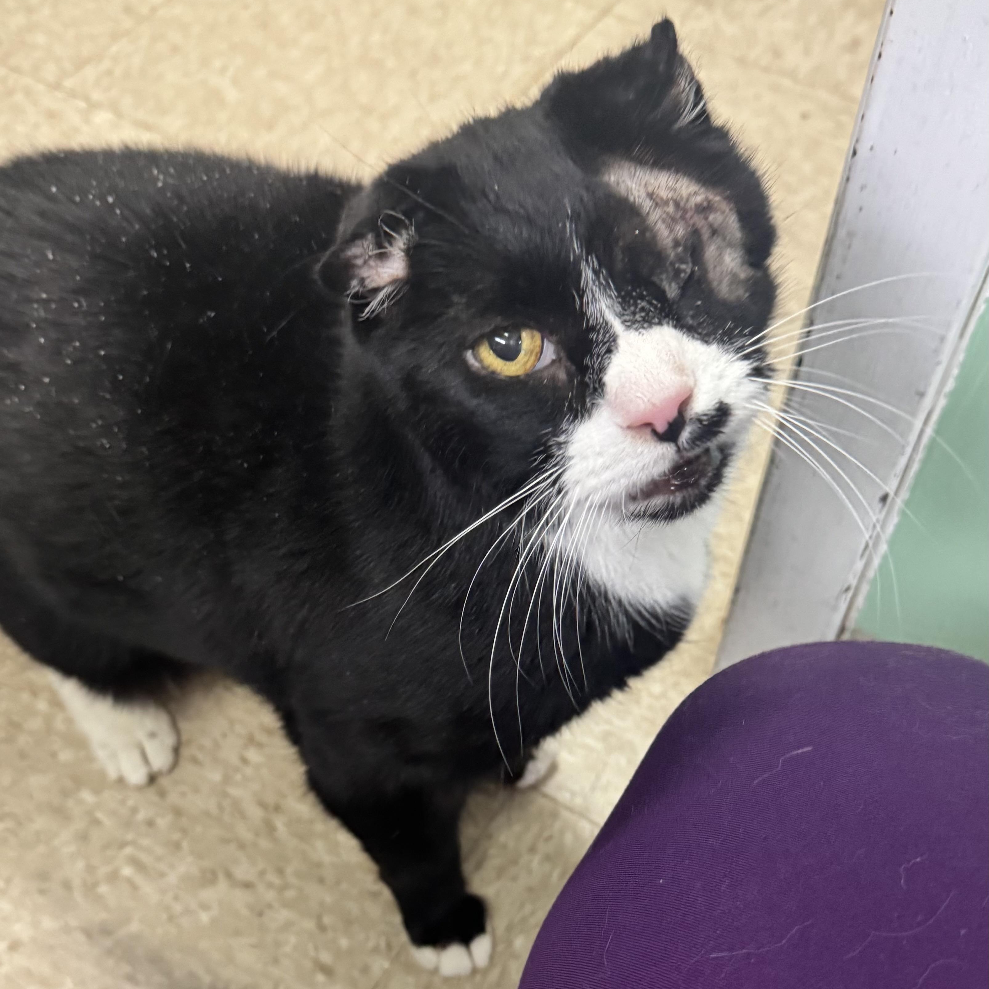 Peekaboo, adopted, Senior Male Domestic Short Hair.