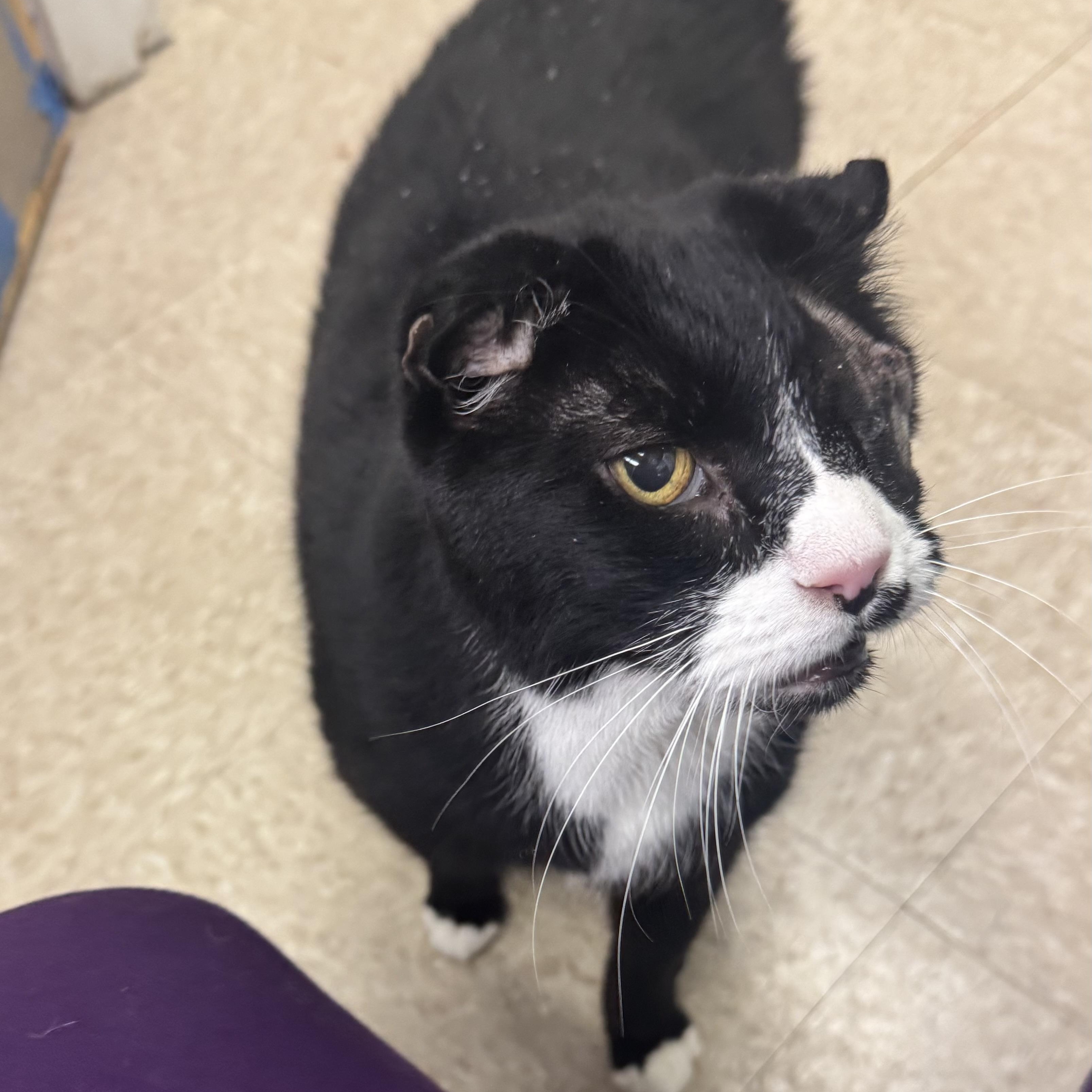 Peekaboo, an adopted Domestic Short Hair in Fall River, MA image 3/3