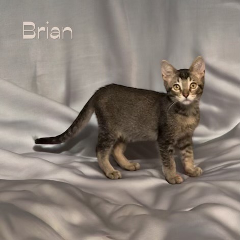 Brian, an adoptable Domestic Short Hair in Mabank, TX, 75156 | Photo Image 1