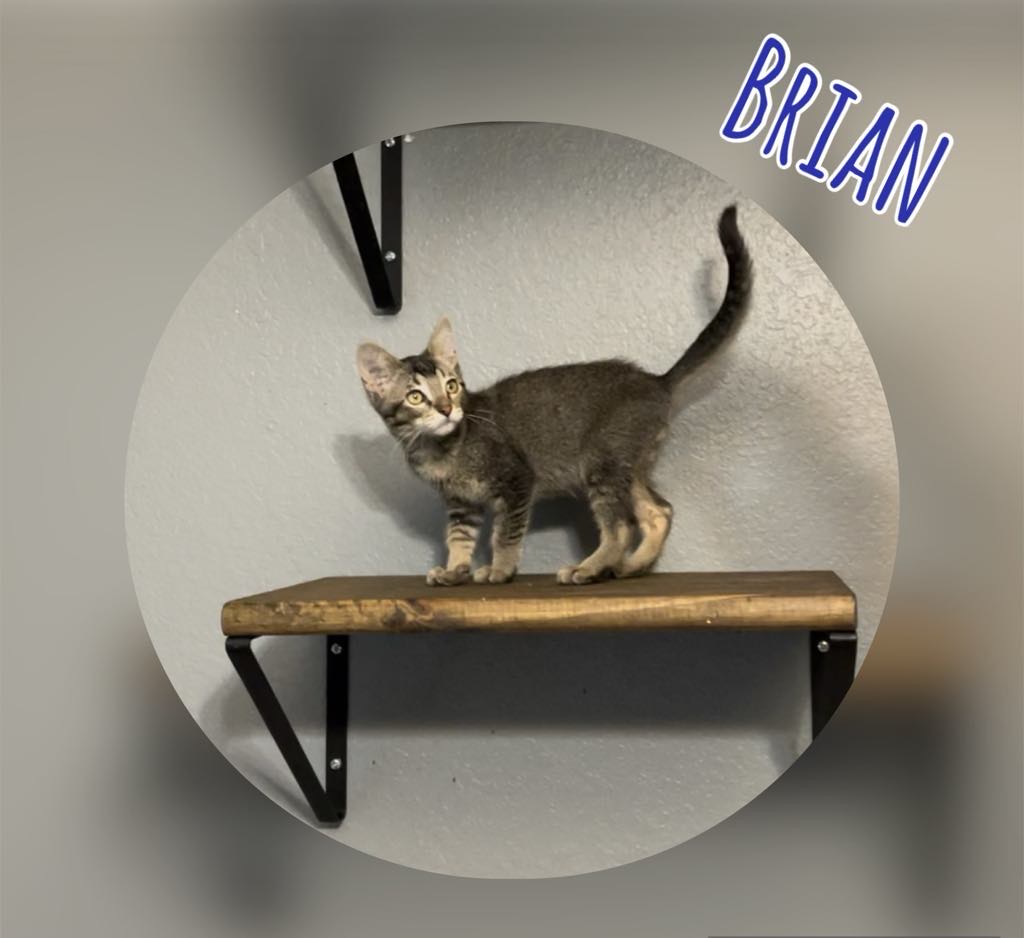 Brian, an adoptable Domestic Short Hair in Mabank, TX, 75156 | Photo Image 2