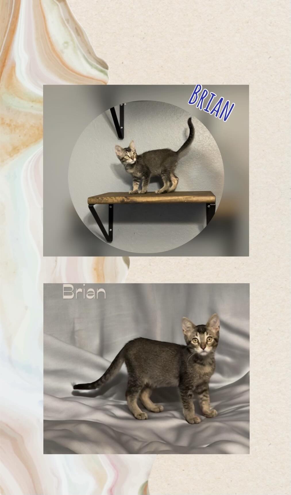 Brian, an adoptable Domestic Short Hair in Mabank, TX, 75156 | Photo Image 4