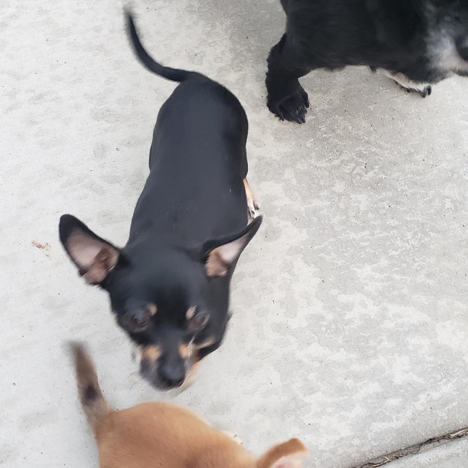 Enlarge Jellybean, a Adopted mixed breed in Ephrata, WA image 3/6