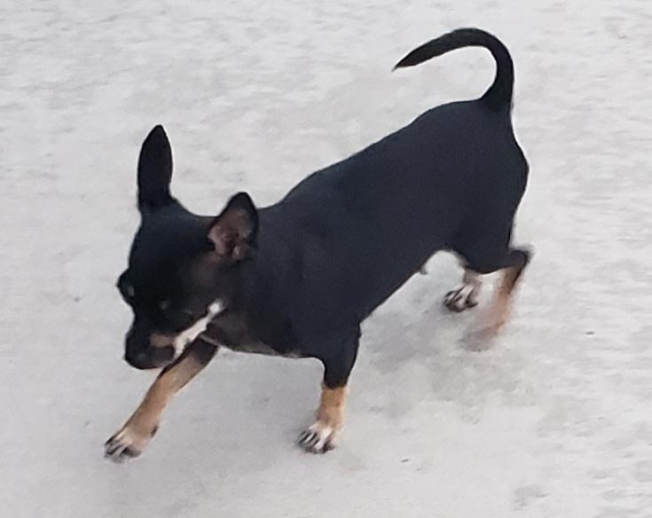 Enlarge Jellybean, a Adopted mixed breed in Ephrata, WA image 2/6