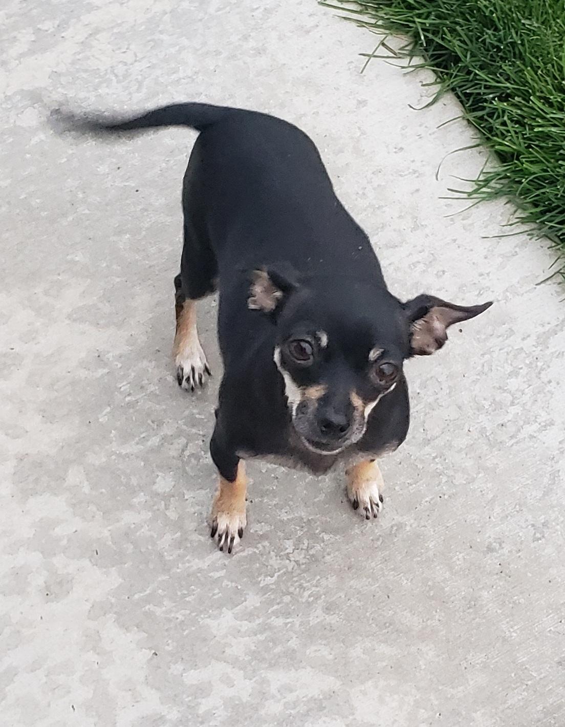 Enlarge Jellybean, a Adopted mixed breed in Ephrata, WA image 4/6