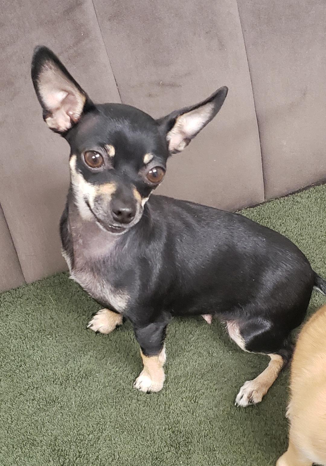 Enlarge Jellybean, a Adopted mixed breed in Ephrata, WA image 1/6