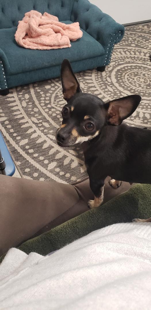 Jellybean thumbnail 2