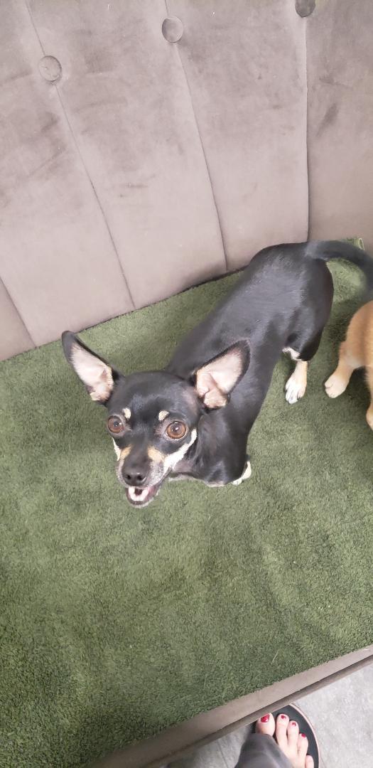 Jellybean thumbnail 3