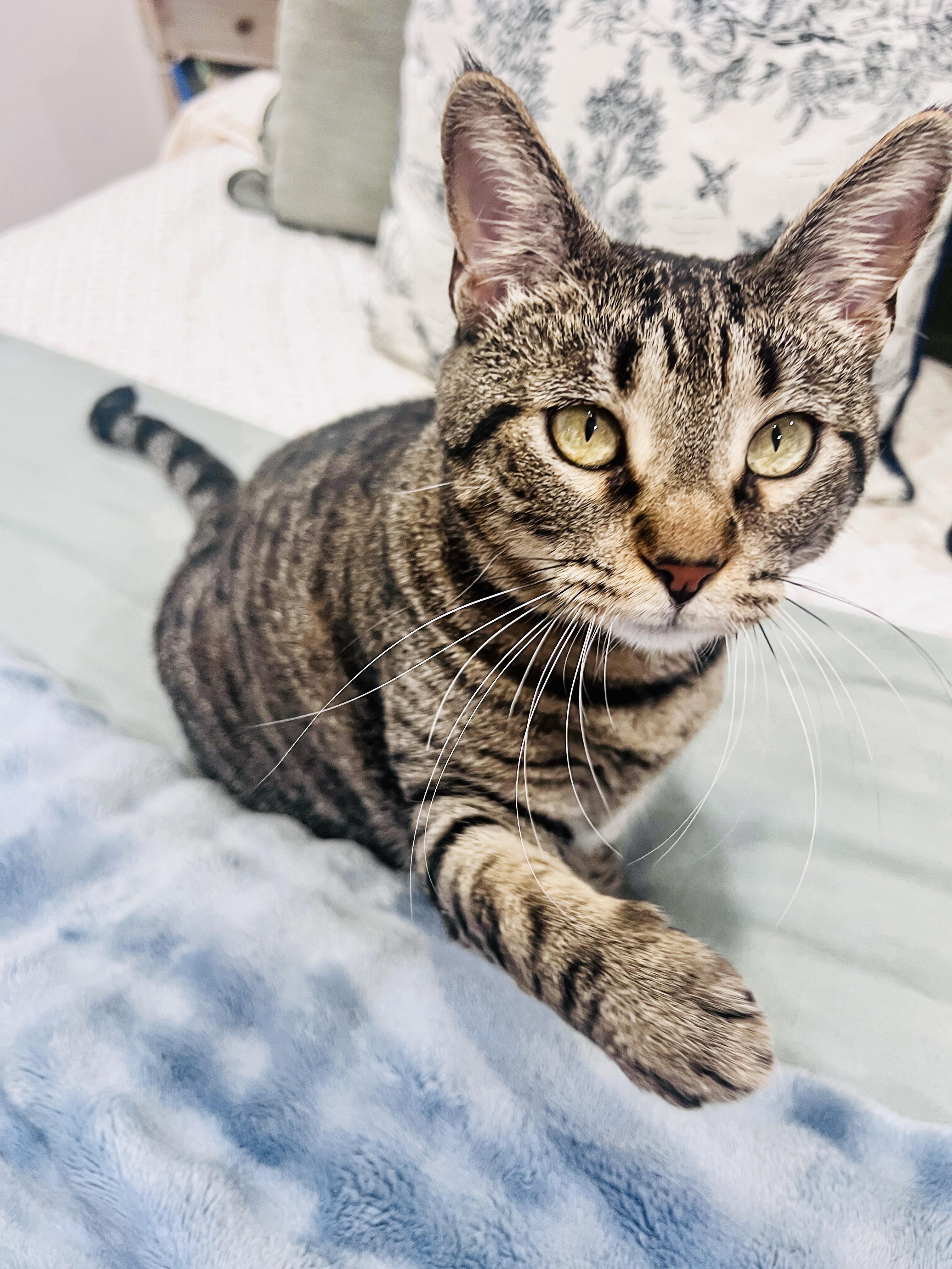 Enlarge Betty, a Adoptable mixed breed in Fishkill, NY image 5/6