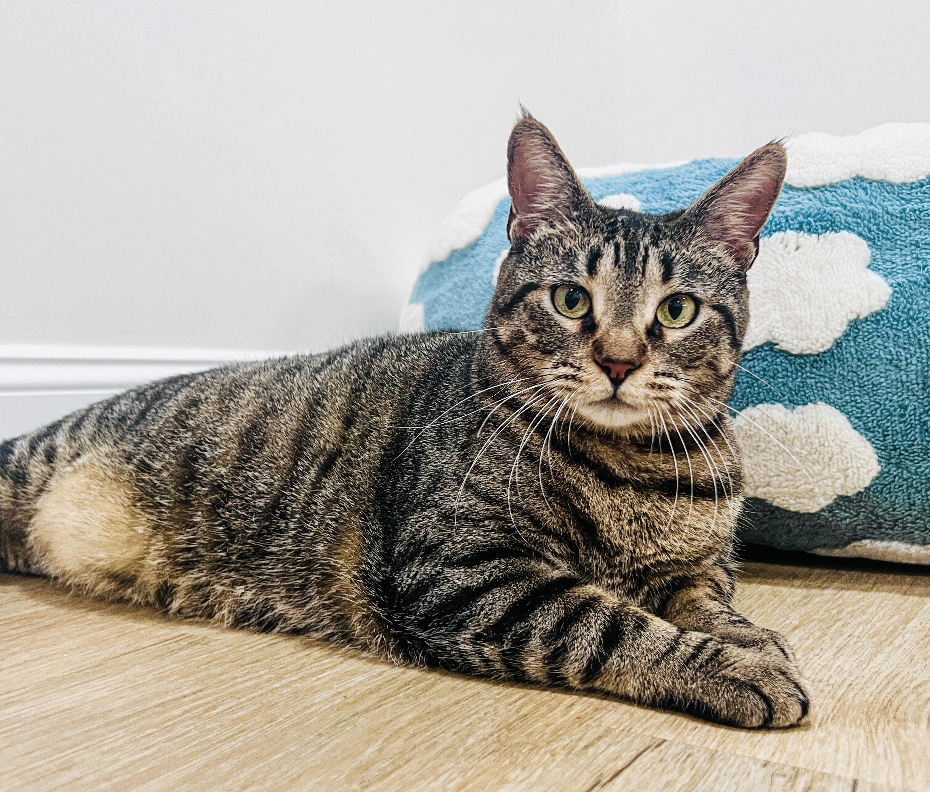 Enlarge Betty, a Adoptable mixed breed in Fishkill, NY image 3/6