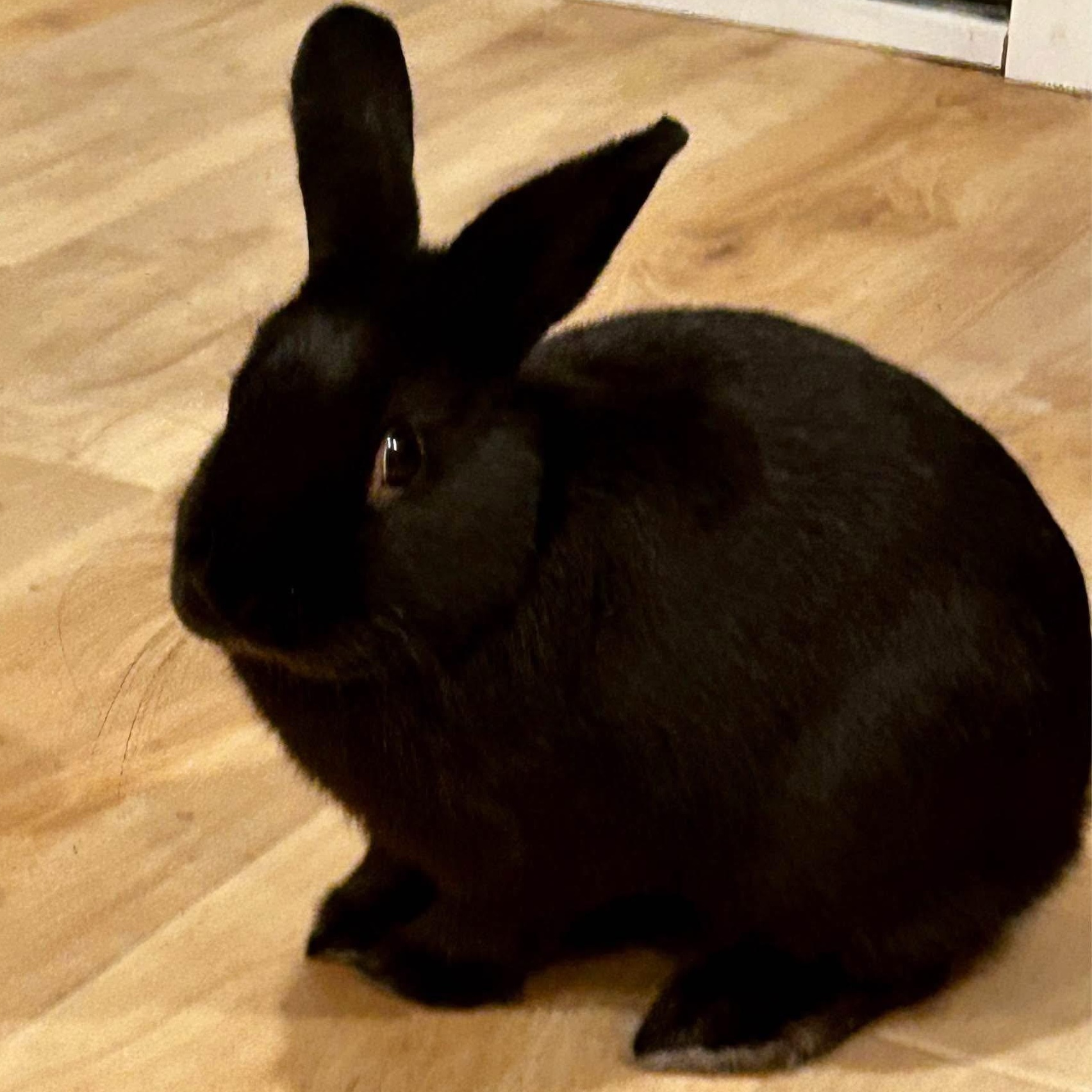 Binx, Adopted, Young Male Havana.