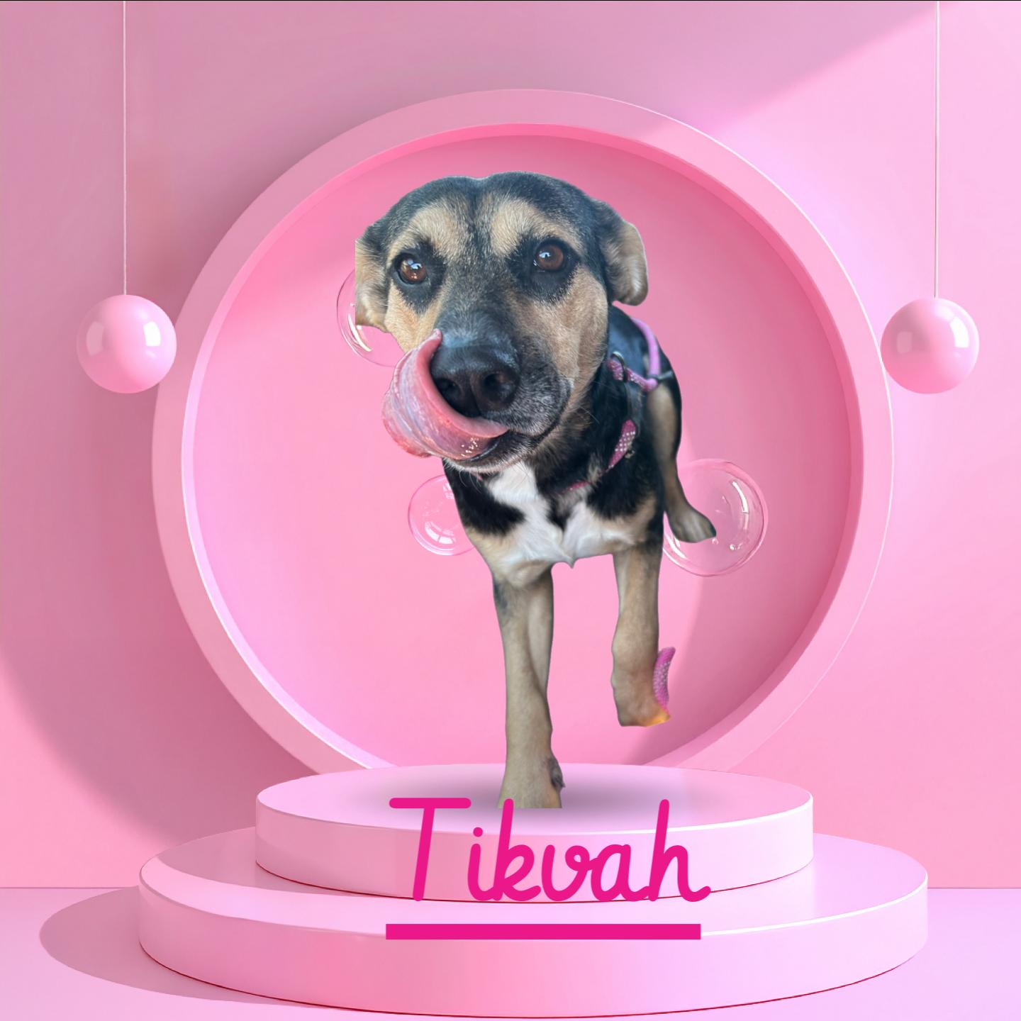 Enlarge Tikvah, a Adoptable mixed breed in Hardin, MT image 2/6